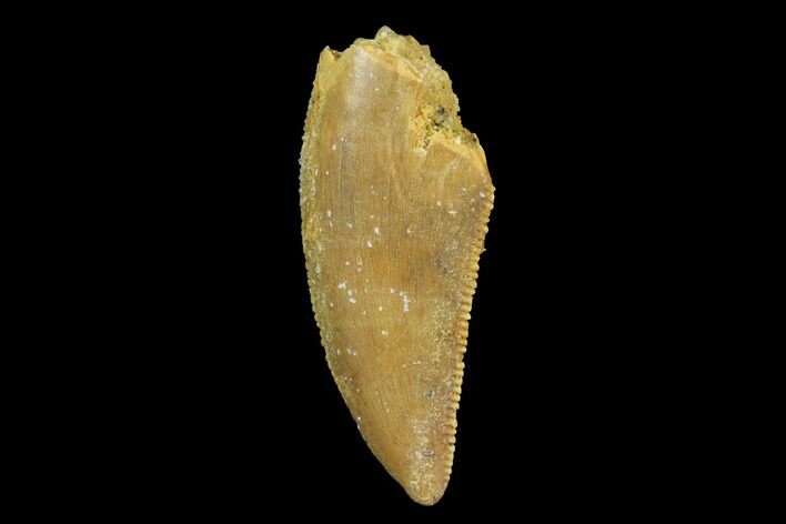 Serrated, Raptor Tooth - Real Dinosaur Tooth #94116